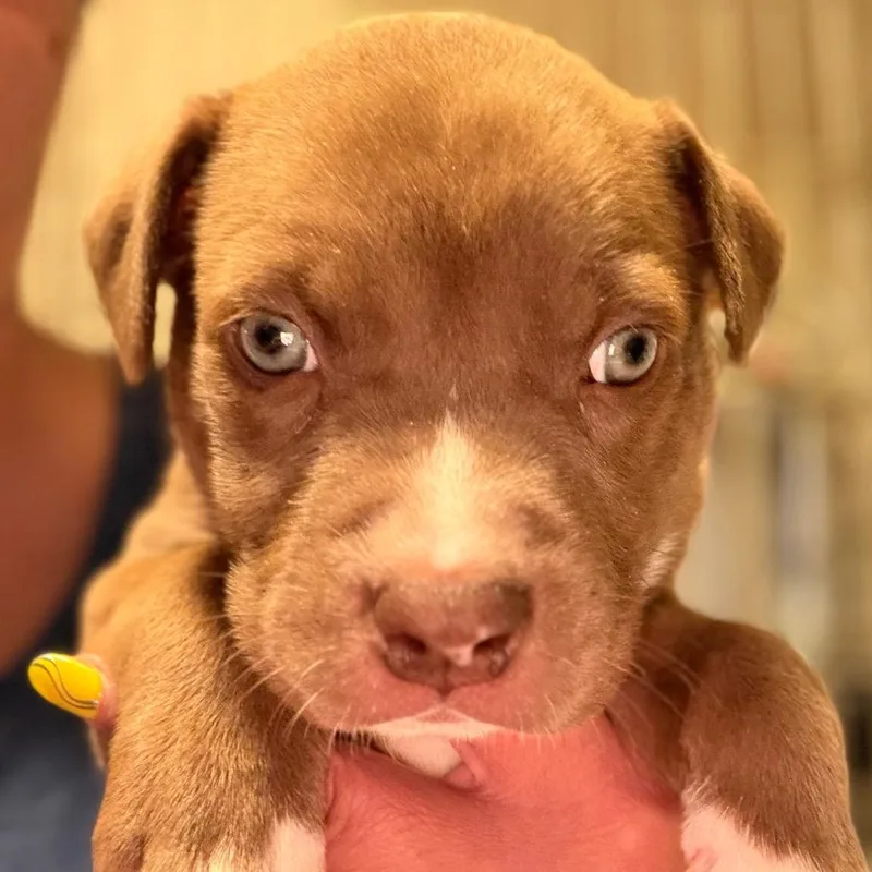 A baby small-sized male Brown / Chocolate Anatolian Shepherd dog named Travis yellow for adoption in Greenfield, IN