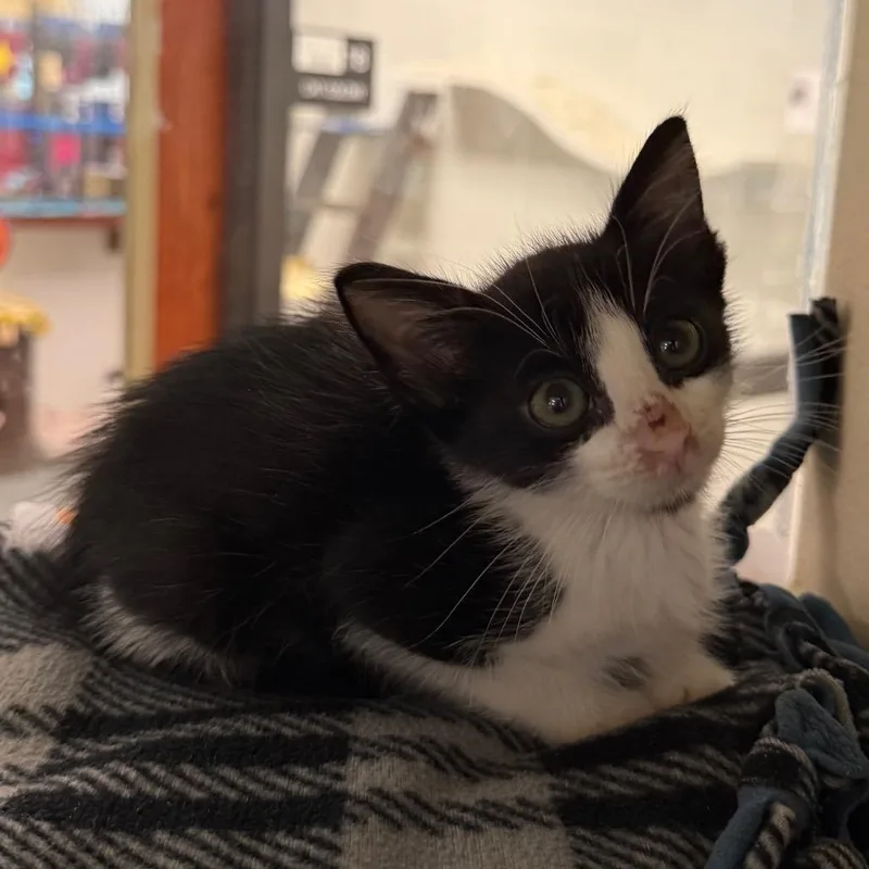 A baby small-sized male Domestic Short Hair cat named Doc for adoption in West Palm Beach, FL
