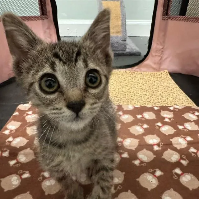A baby small-sized male Domestic Short Hair cat named Grilled Cheese for adoption in Auburn, CA