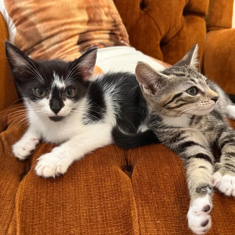 A baby small-sized female Black Domestic Short Hair cat named Summer for adoption in West Palm Beach, FL