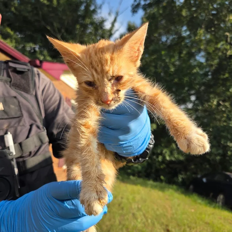 A baby small-sized male Orange / Red Domestic Short Hair cat named StrayHuntAve for adoption in Columbus, GA