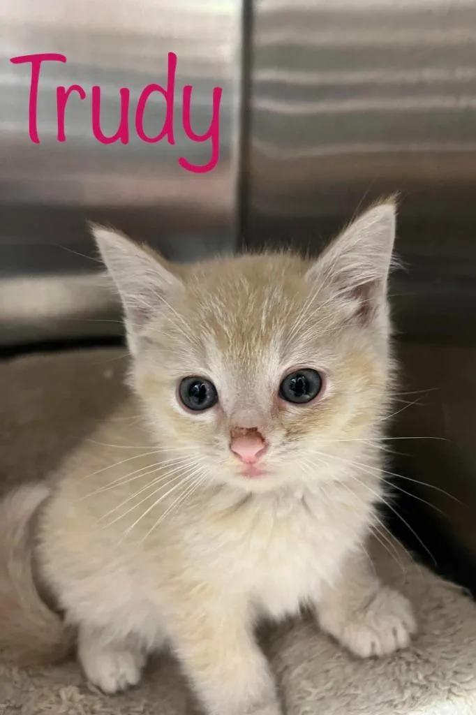 A baby small-sized female Domestic Short Hair cat named Trudy for adoption in Princeton, IN