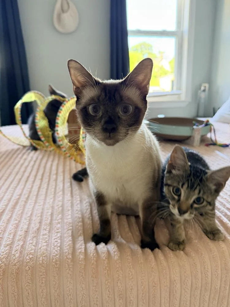 An adult medium-sized female Domestic Short Hair cat named Valerie for adoption in Hudson, NH