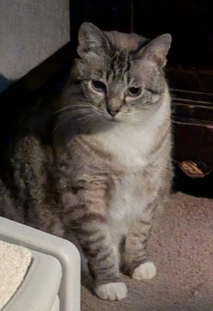 A young medium-sized female Buff / Tan / Fawn Oriental Tabby cat named Ella for adoption in Alpharetta, GA