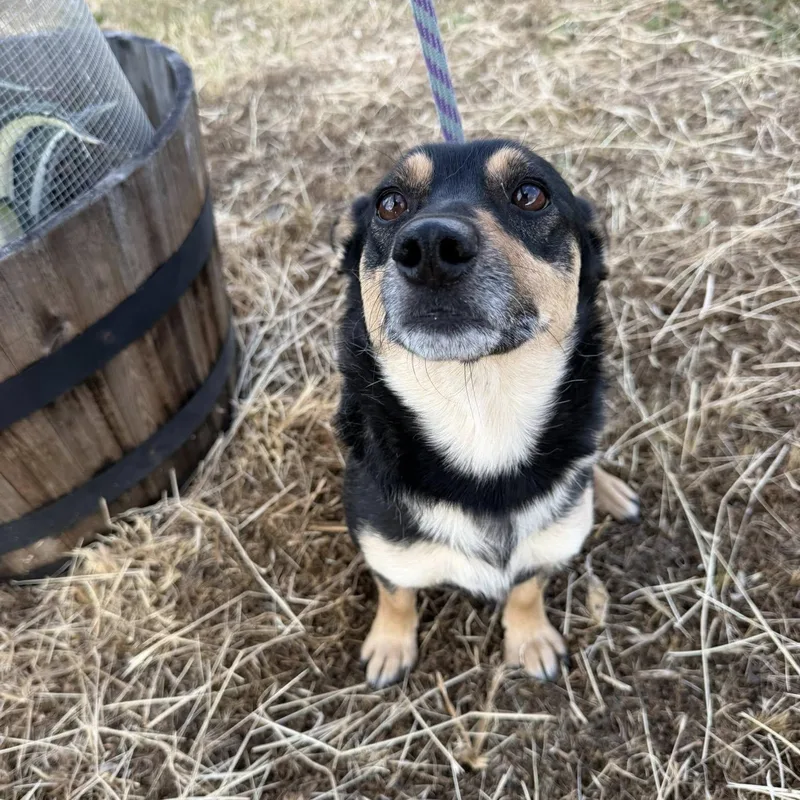An adult medium-sized female Black Corgi dog named Lexi for adoption in Agua Dulce, CA