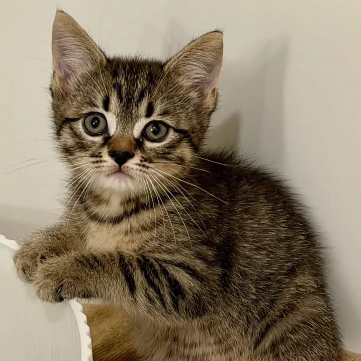 A baby small-sized male Brown / Chocolate Domestic Short Hair cat named Fett for adoption in Houston, TX
