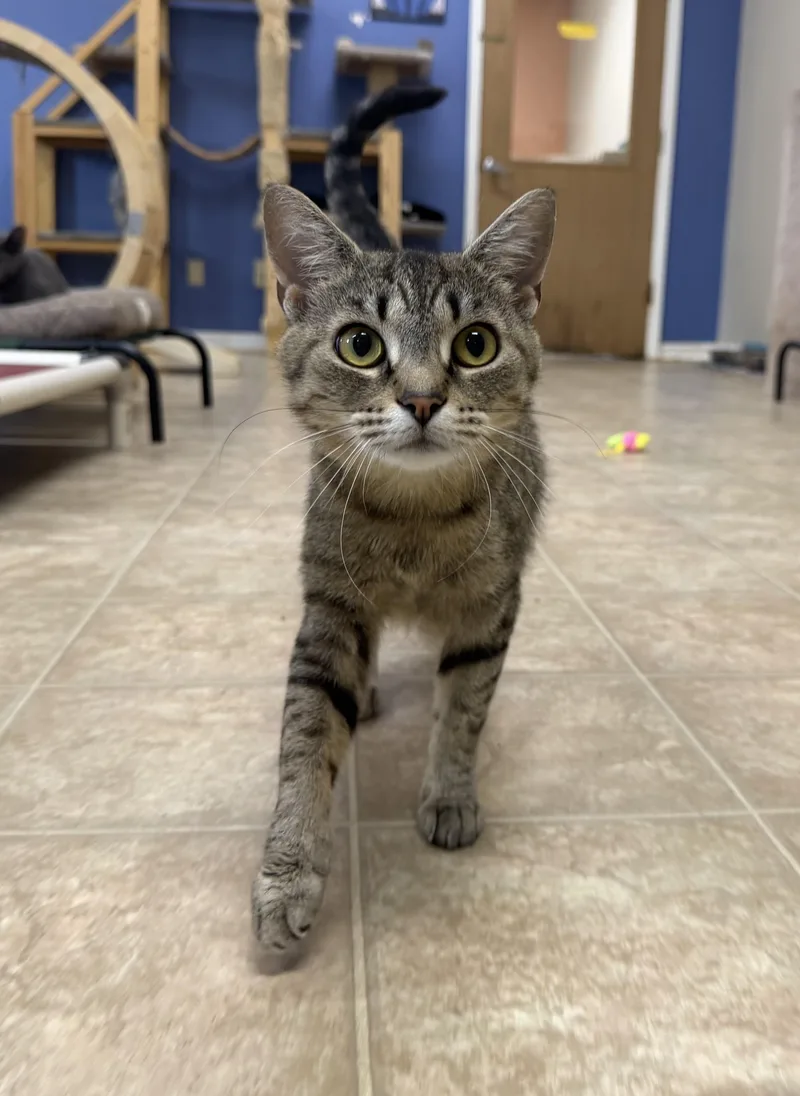 An adult medium-sized female Tabby (Brown / Chocolate) Domestic Short Hair cat named Rosemary for adoption in Toledo, OH