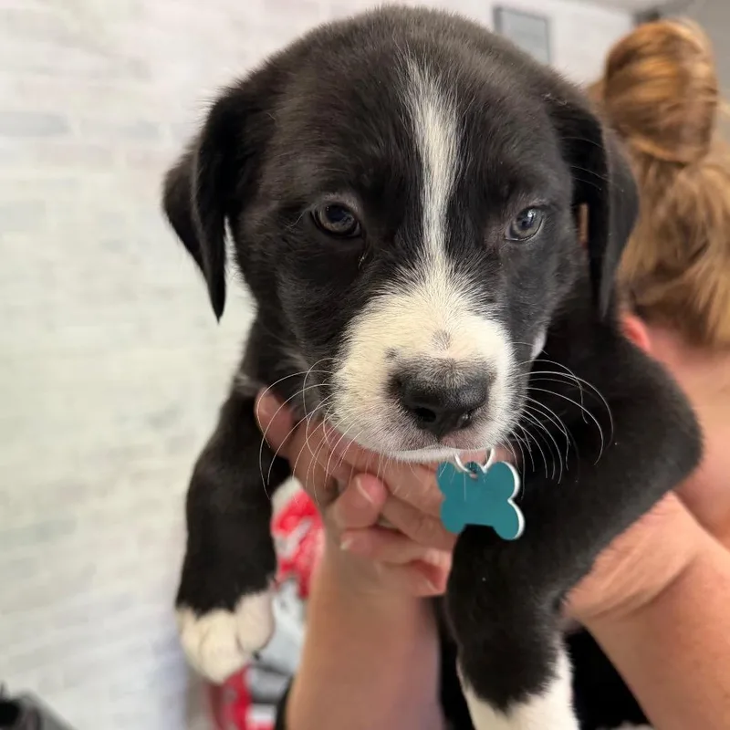 A baby small-sized female Black Mixed Breed dog named Athena for adoption in Owosso, MI