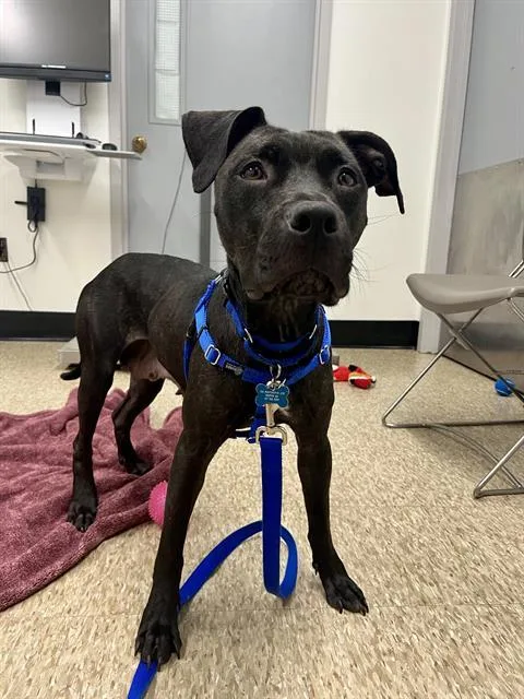 A young medium-sized female Pit Bull Terrier dog named Isle for adoption in Boston, MA