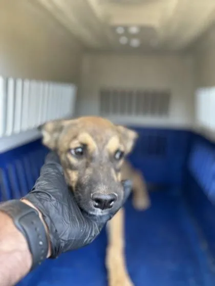 A baby medium-sized male German Shepherd Dog dog named Cackle for adoption in Fresno, CA