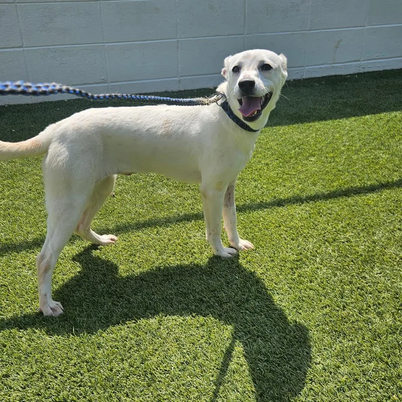 An adult small-sized female White / Cream Chihuahua dog named Moxie for adoption in LOXAHATCHEE, FL