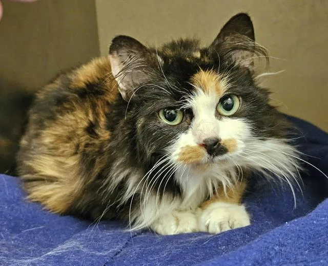 A senior medium-sized female Domestic Medium Hair cat named Wren for adoption in Clyde, NC