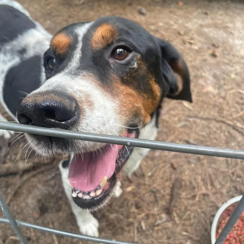 A senior medium-sized male Tricolor (Brown, Black, & White) Bluetick Coonhound dog named Leroy for adoption in Columbia, SC
