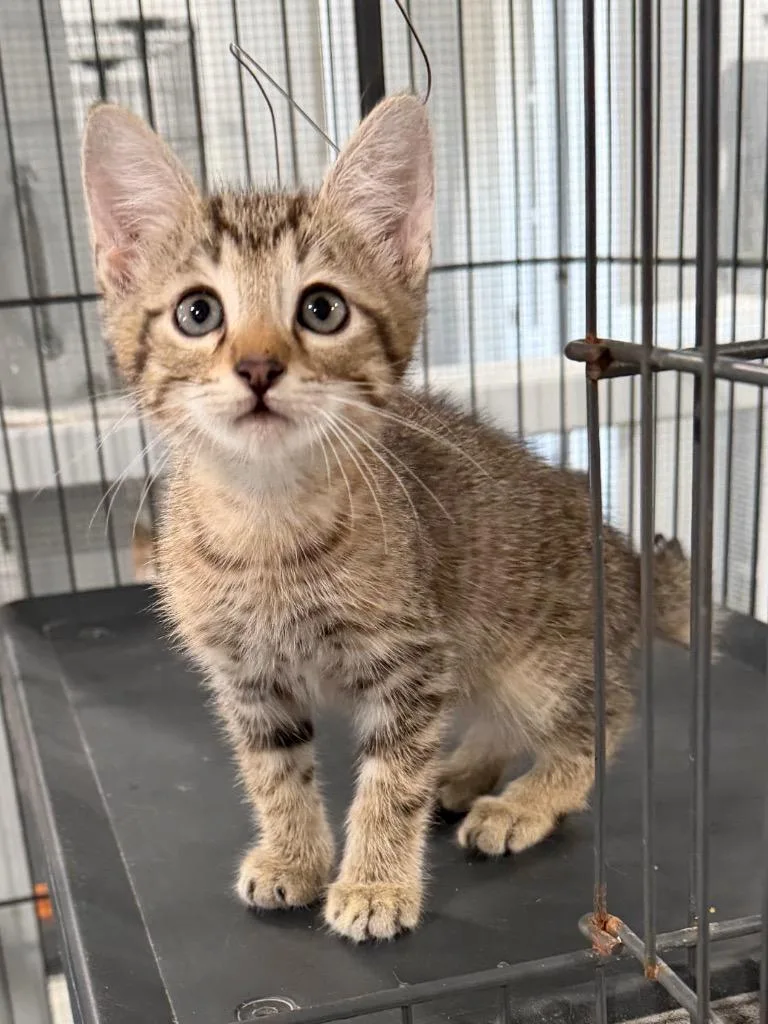 A baby small-sized male American Bobtail cat named Gadget for adoption in Brookhaven, MS