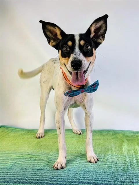 A young medium-sized male Terrier dog named Sparkey for adoption in Thousand Palms, CA