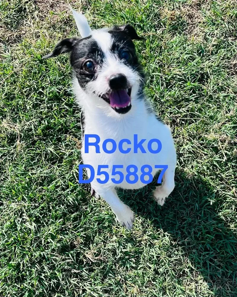 Rocko