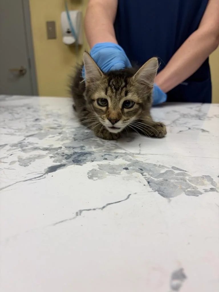 A baby medium-sized male Domestic Medium Hair cat named Chowderโก for adoption in Florence, SC