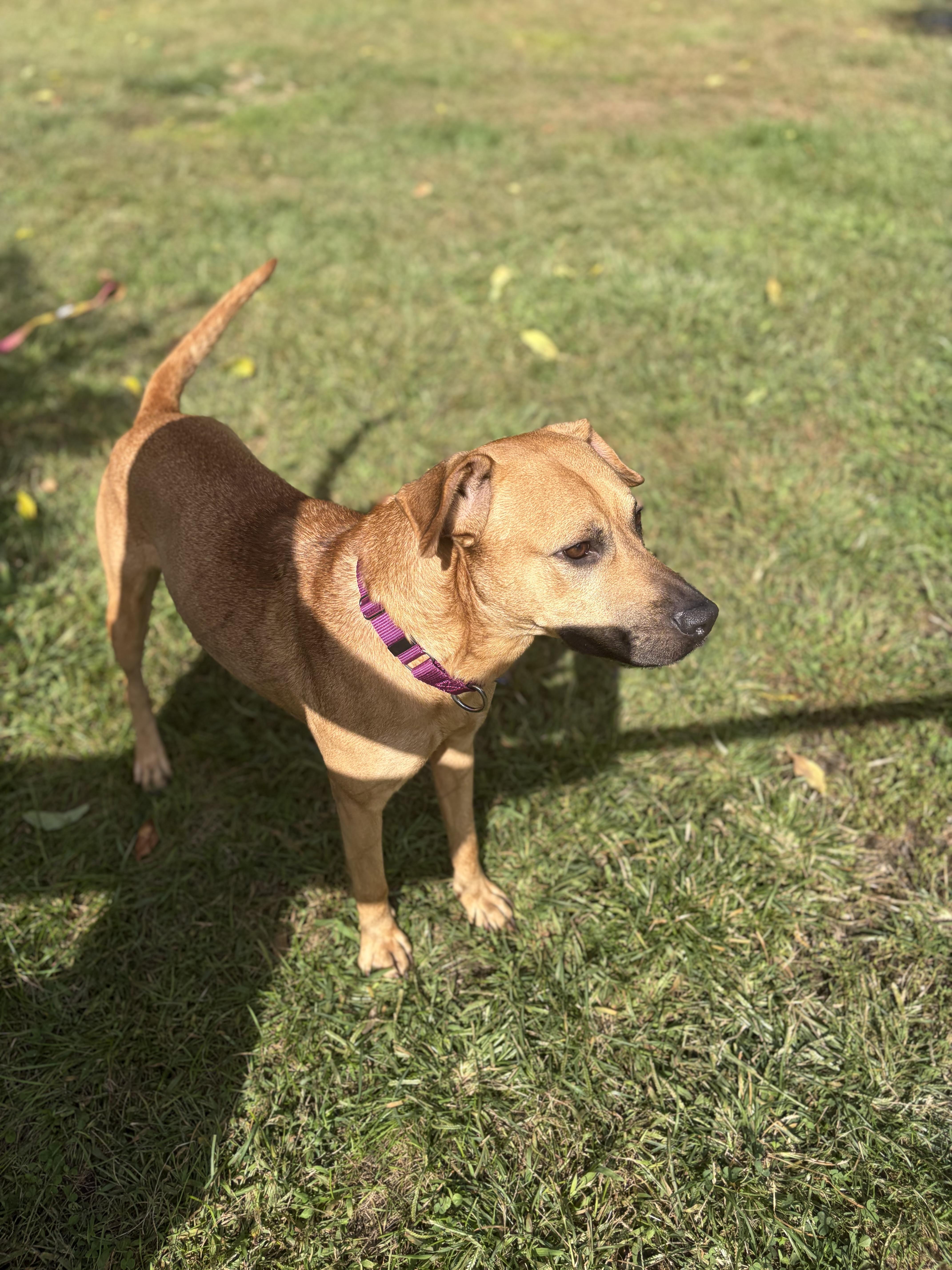 A young large-sized male Apricot / Beige Black Mouth Cur dog named Malcolm for adoption in Southold, NY