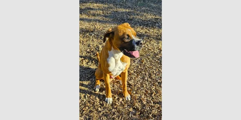 A young medium-sized male Boxer dog named Scooby Ii for adoption in Hewitt, TX