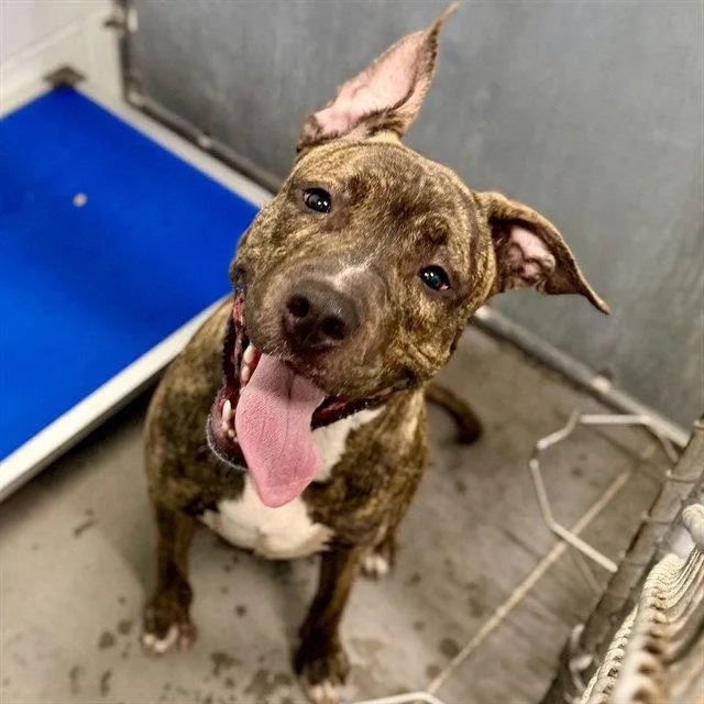 An adult large-sized male Plott Hound dog named Tyler for adoption in Tavares, FL
