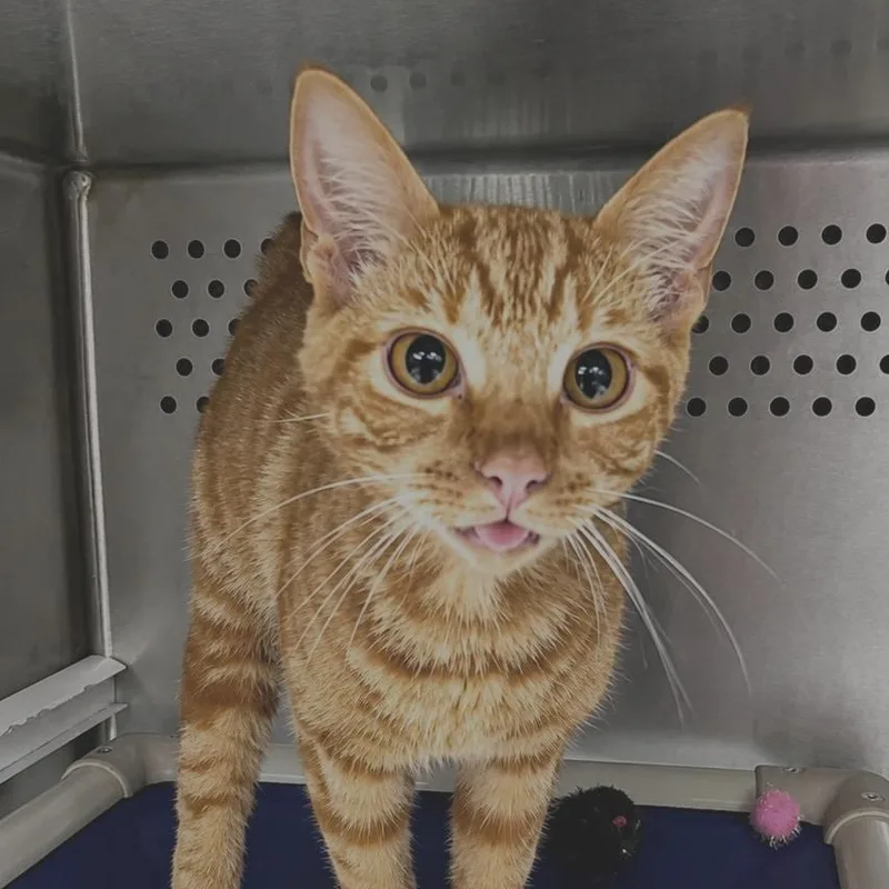 A baby medium-sized male Tabby (Orange / Red) Domestic Short Hair cat named Hamilton for adoption in Orange, VA