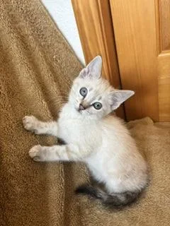 A baby small-sized female Domestic Short Hair cat named Beloved for adoption in Divide, CO