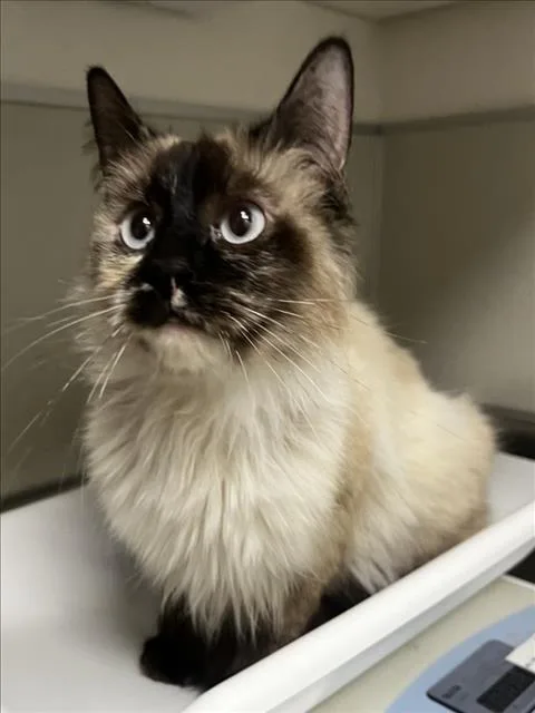 A young large-sized female Siamese cat named Lovey for adoption in Tracy, CA