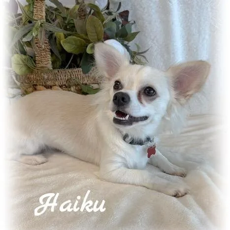 Haiku