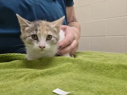 A baby small-sized female Domestic Short Hair cat named Peaches for adoption in Westland, MI