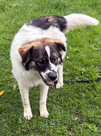 A baby large-sized male White / Cream Great Pyrenees dog named Koda for adoption in Bedford Hills, NY