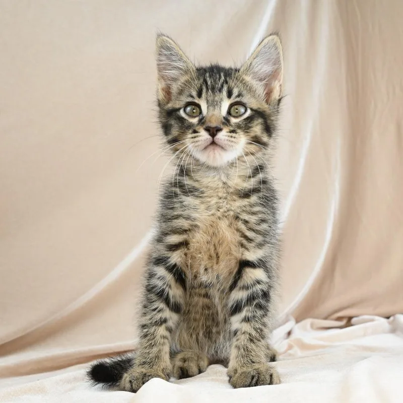A baby small-sized male Gray / Blue / Silver Domestic Short Hair cat named Katana for adoption in Mobile, AL