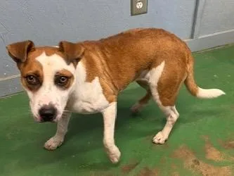 A young medium-sized female Australian Cattle Dog / Blue Heeler dog named Maybelle for adoption in Brookhaven, MS