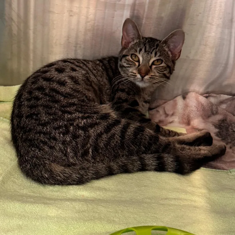 A baby small-sized female Domestic Short Hair cat named Starshine for adoption in Cumming, GA