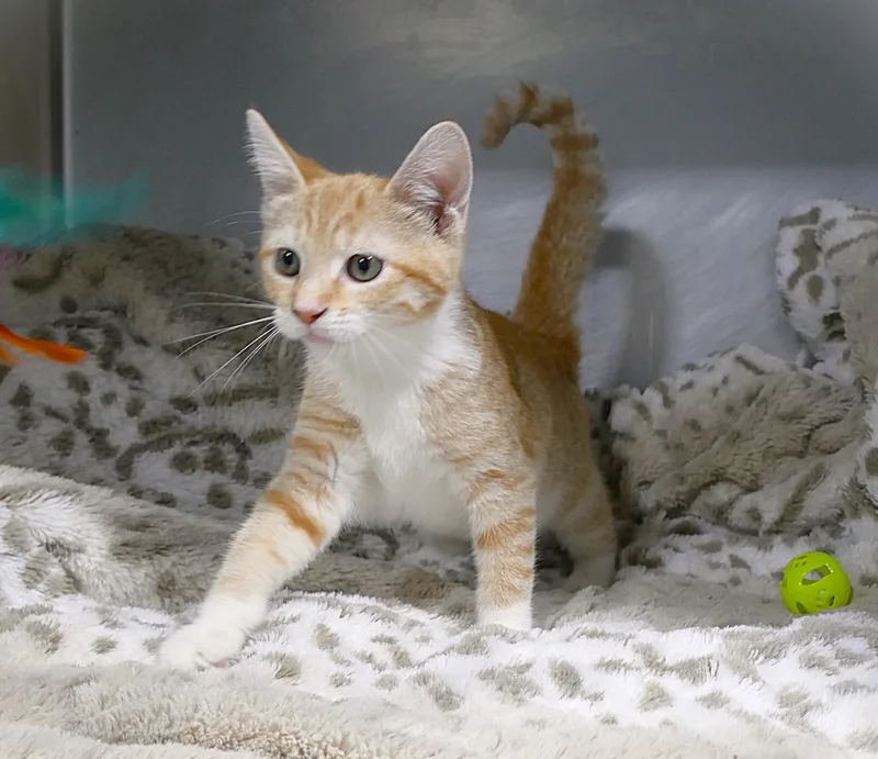 A baby medium-sized female Tabby (Orange / Red) Domestic Short Hair cat named Alayna for adoption in Beechbottom, WV