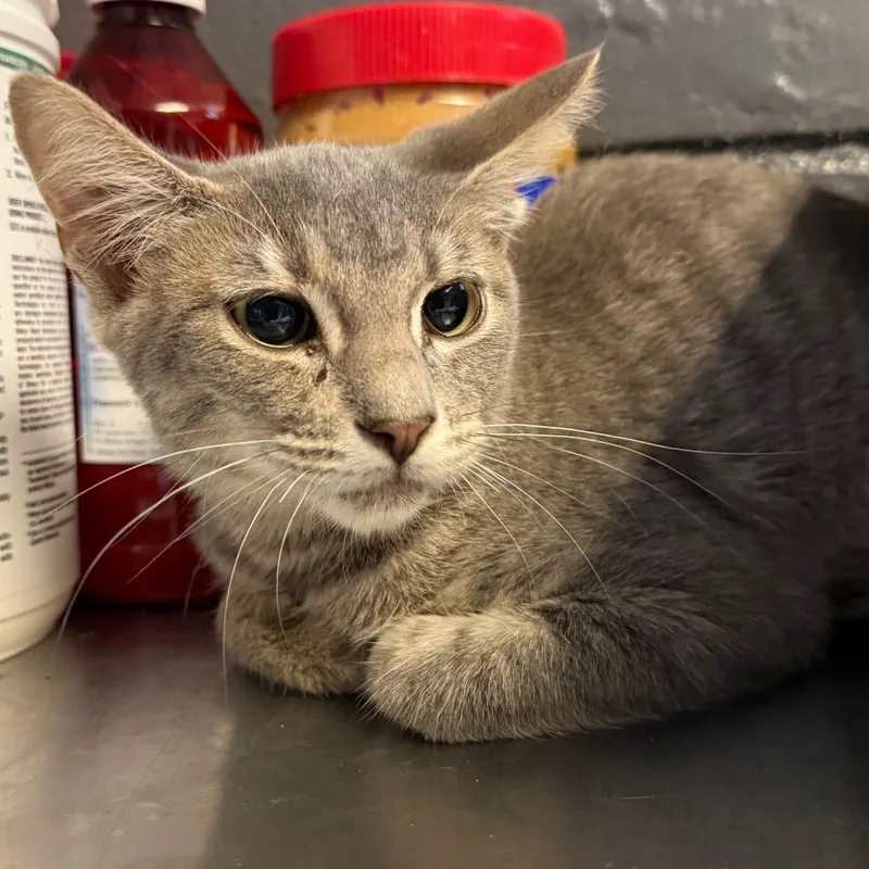 A young small-sized female Gray / Blue / Silver Domestic Short Hair cat named Susan for adoption in Tuscaloosa, AL