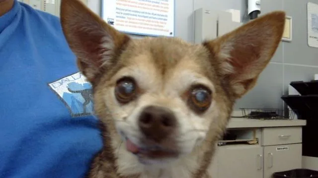 A senior small-sized female Mixed Breed dog named Jeter for adoption in Dallas, TX