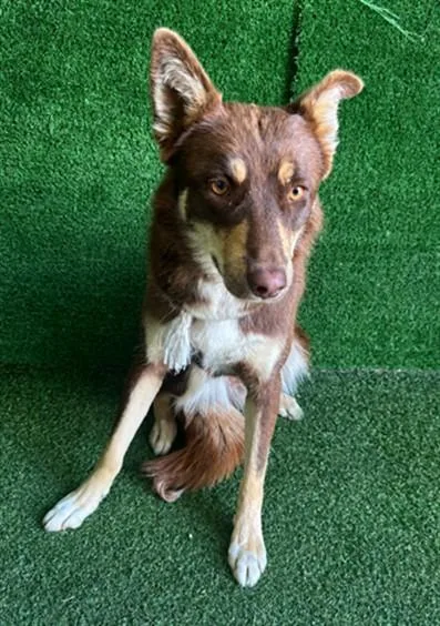 A young medium-sized female Collie dog named Princess for adoption in Lancaster, CA