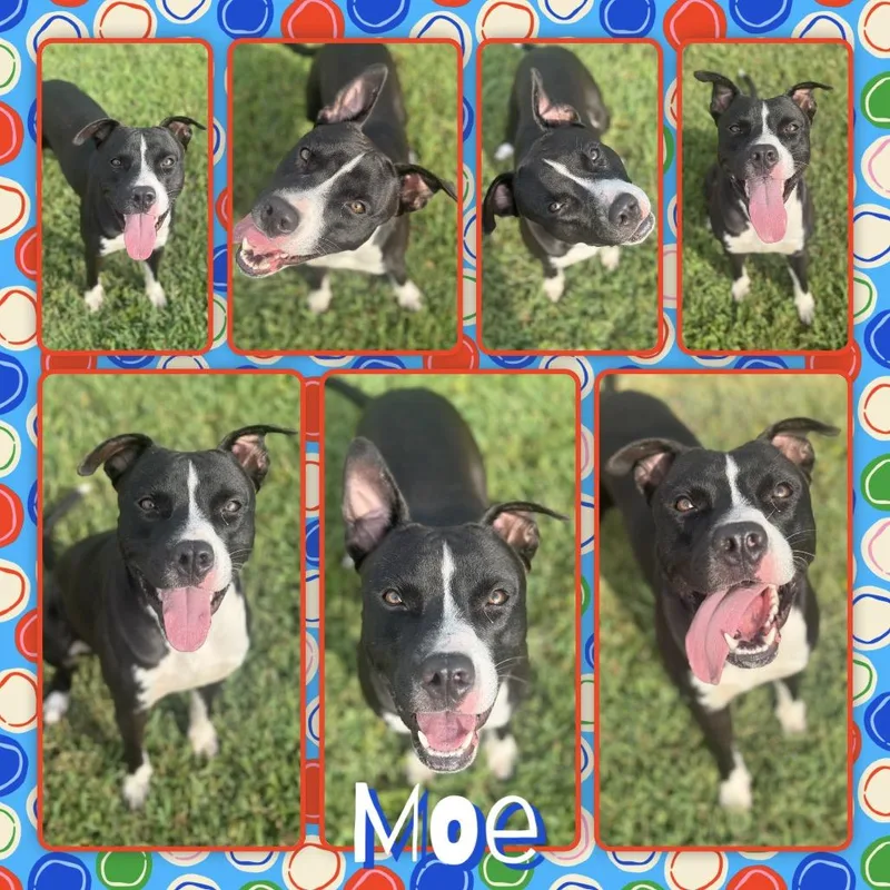 Moe thumbnail 2