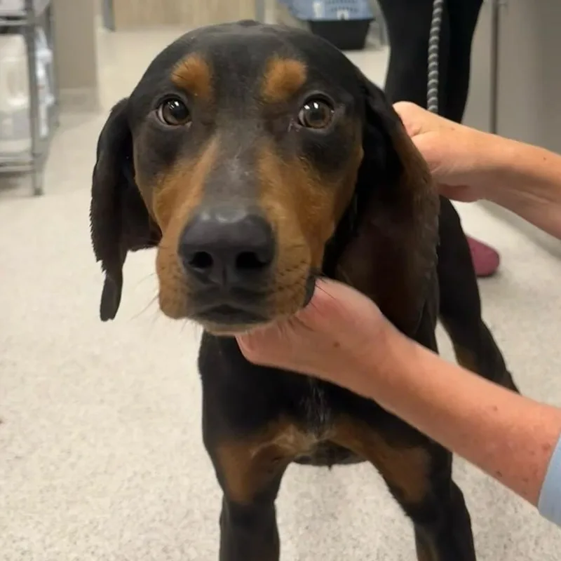 An adult medium-sized male Black Mixed Breed dog named Camden for adoption in Cooperstown, NY
