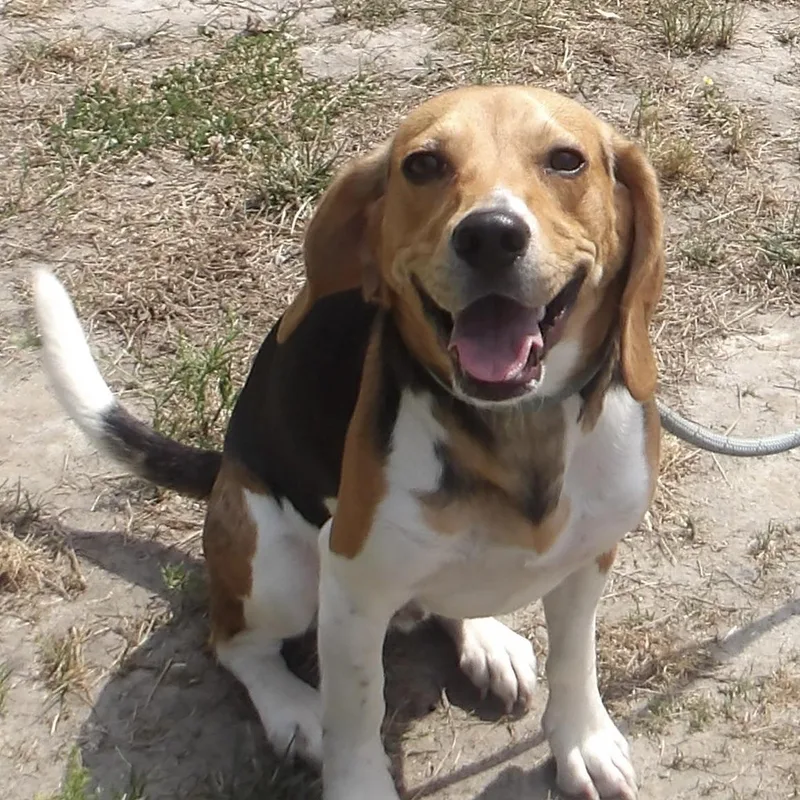 A young medium-sized male Beagle dog named Nash for adoption in Gloucester, VA