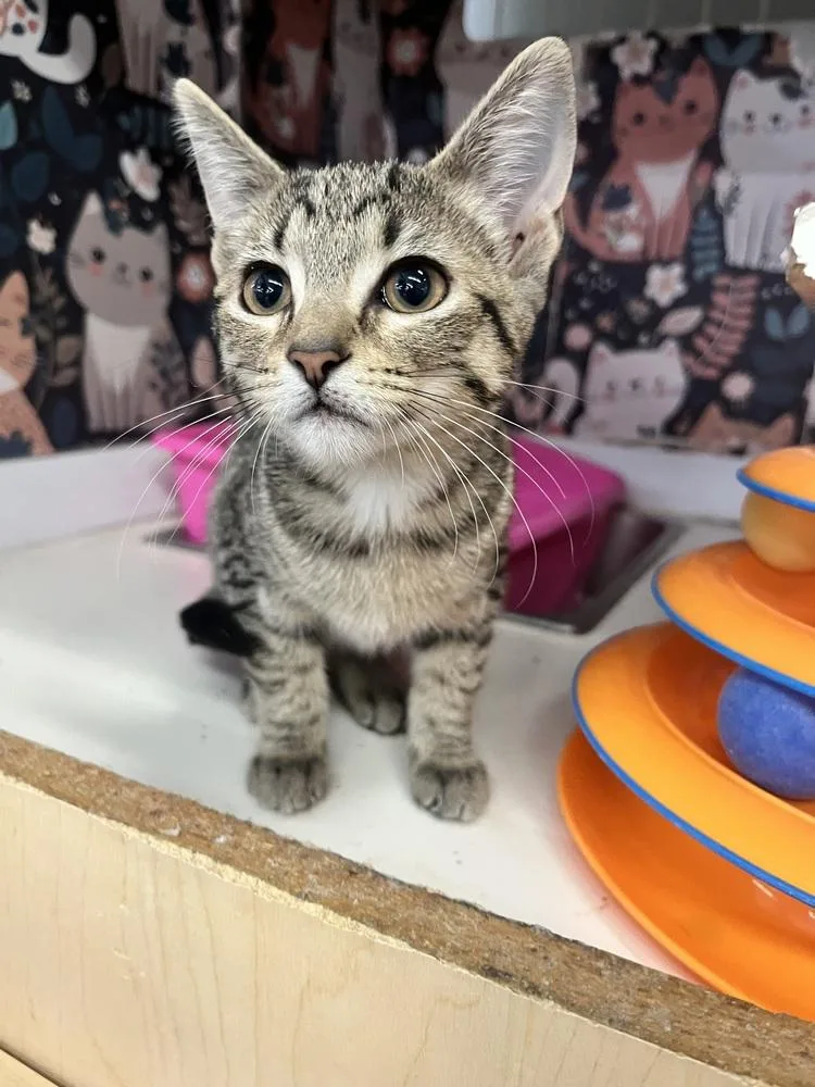 A baby small-sized female Tabby (Brown / Chocolate) Domestic Short Hair cat named Sugar for adoption in Acworth, GA