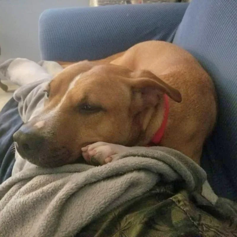 An adult medium-sized male Red / Chestnut / Orange Mixed Breed dog named Clay for adoption in Port Charlotte, FL