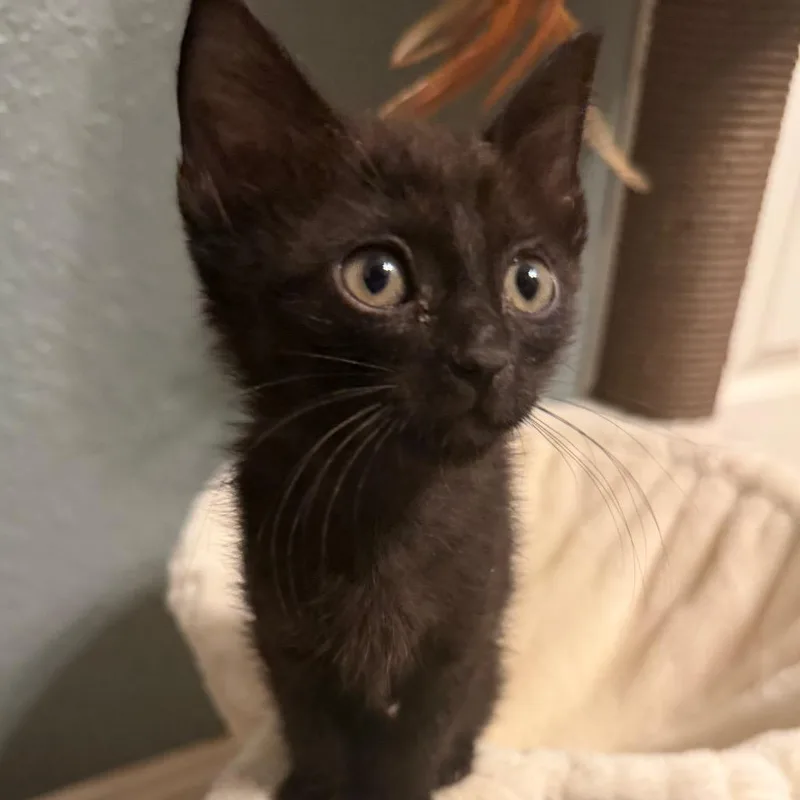 A baby small-sized female Black Domestic Short Hair cat named Three Ring Circus for adoption in Boerne, TX