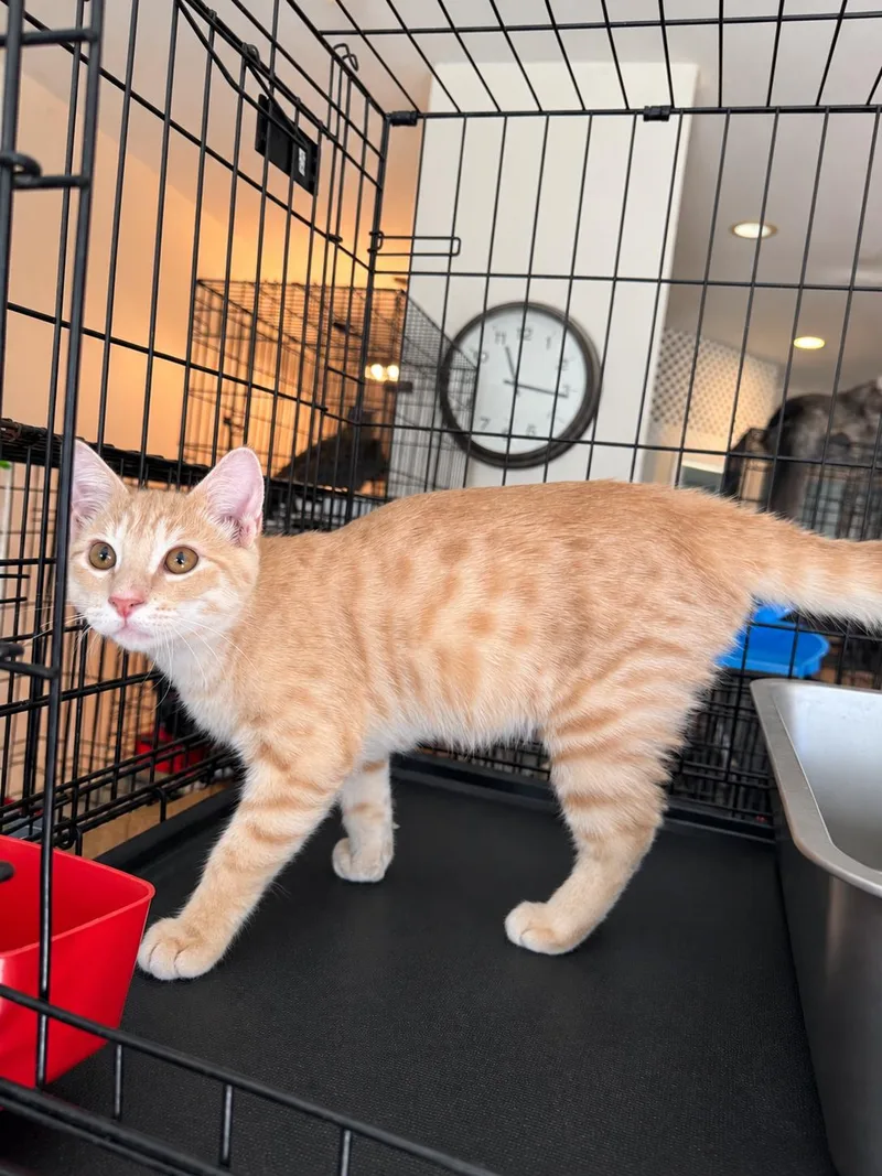 A baby large-sized male Buff / Tan / Fawn Domestic Short Hair cat named Leuk for adoption in Fresno, CA