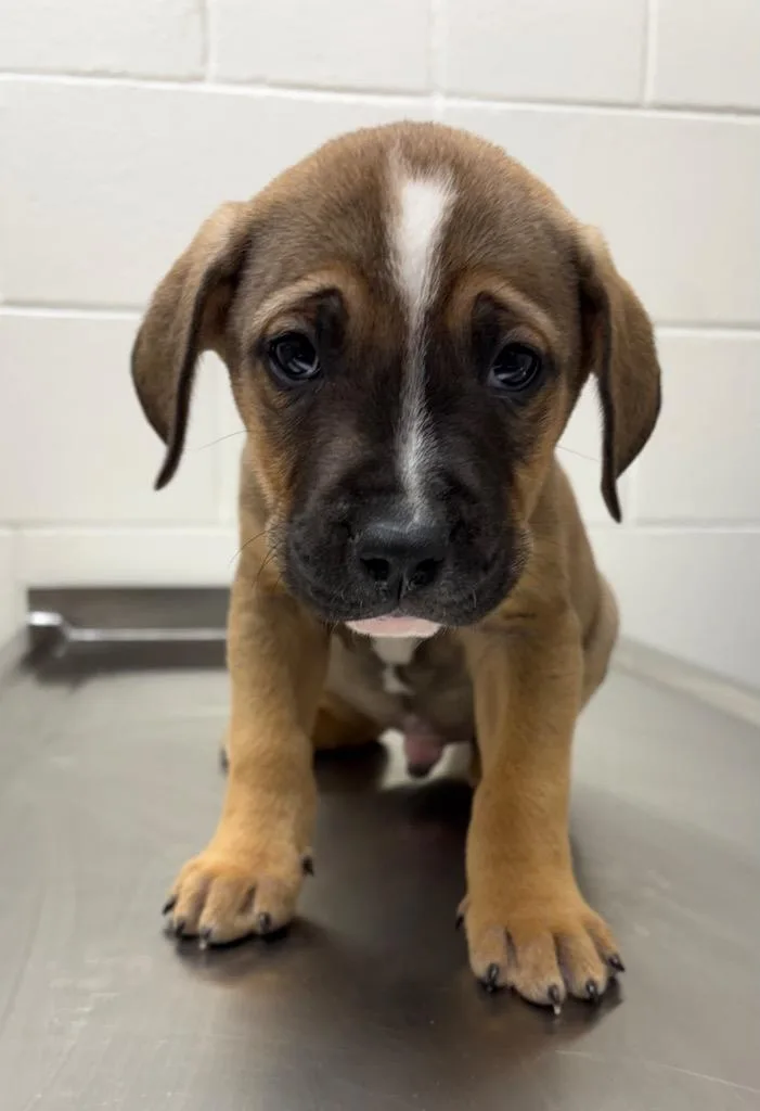 Meat  Bacon thumbnail 2