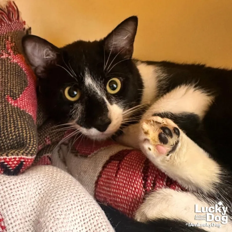 A young large-sized male Black & White / Tuxedo Domestic Short Hair cat named Dean for adoption in Washington, DC