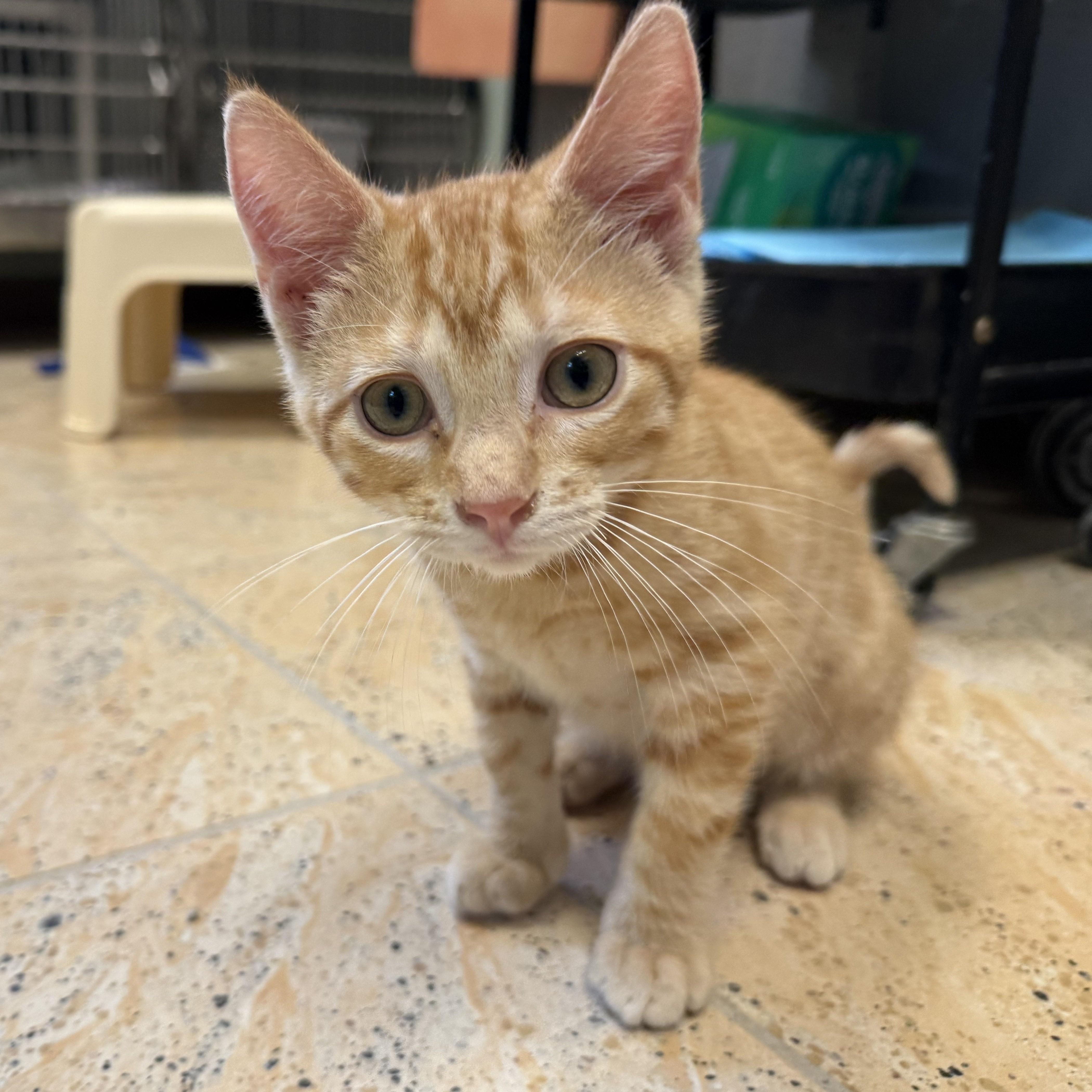 A baby medium-sized male Tabby (Orange / Red) Domestic Short Hair cat named Star Fruit for adoption in La Crescent, MN