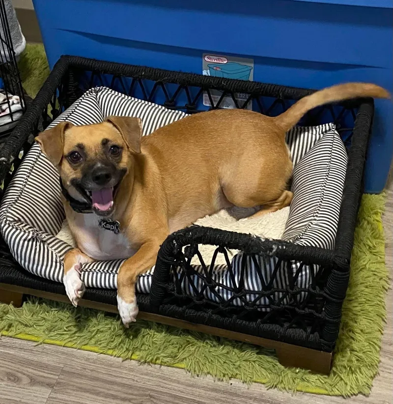 An adult small-sized male Chihuahua dog named Kapi for adoption in Salisbury, MD