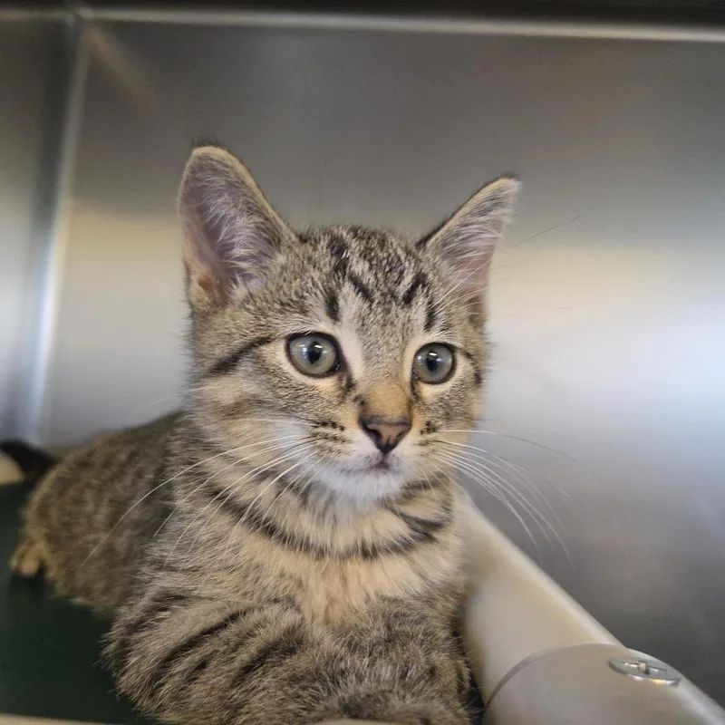A baby small-sized male Gray / Blue / Silver Domestic Short Hair cat named Alfred for adoption in Rock Falls, IL