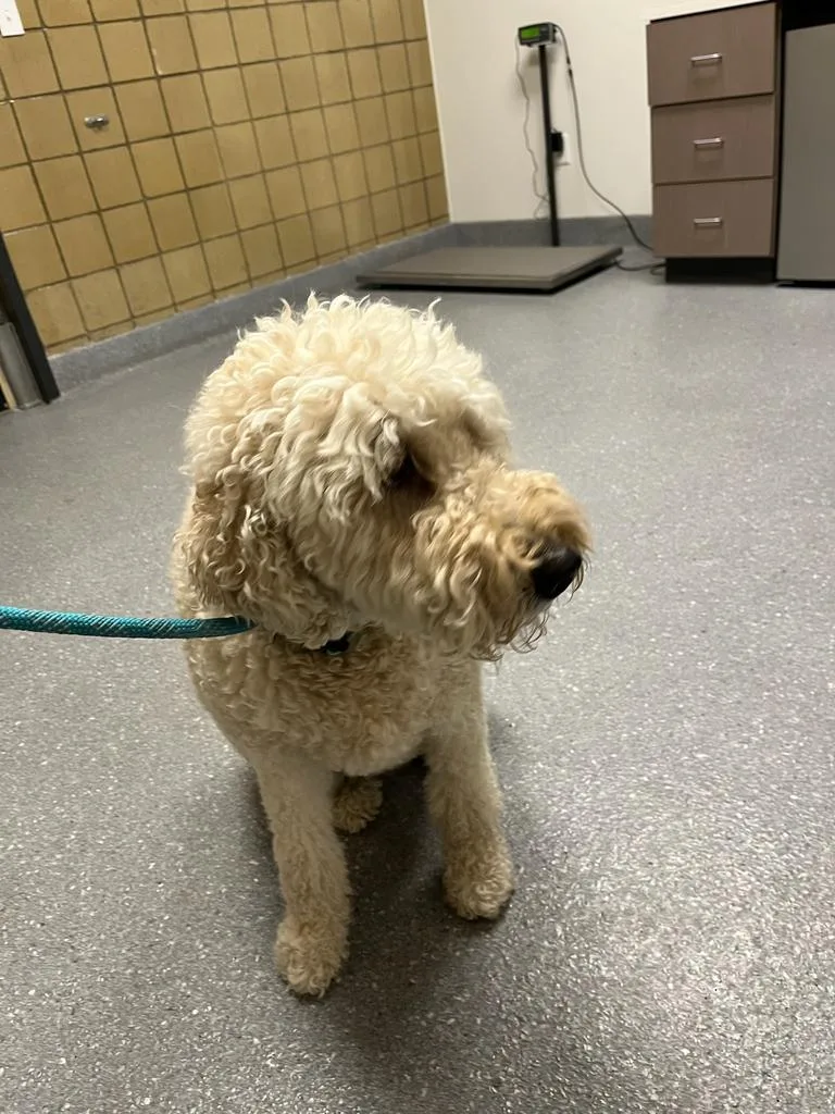 A senior large-sized female Golden Retriever dog named Midgie for adoption in Greenfield, IN